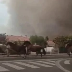 video:-cavalos-sao-soltos-para-fugir-de-incendio-na-franca