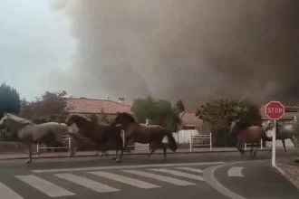 video:-cavalos-sao-soltos-para-fugir-de-incendio-na-franca