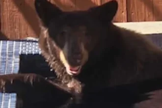 urso-negro-invade-hidromassagem-de-casa-e-e-filmado-nos-eua