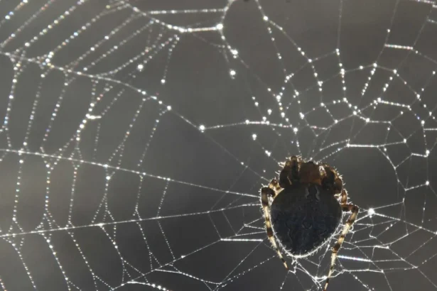 mulher-fica-estado-grave-apos-ataque-de-15-aranhas-em-acampamento-nos-eua