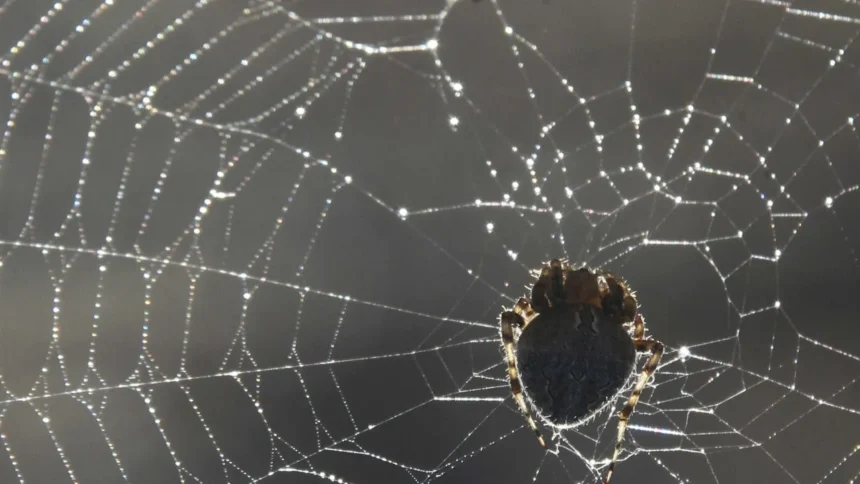 mulher-fica-estado-grave-apos-ataque-de-15-aranhas-em-acampamento-nos-eua