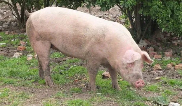 morre-porco-clonado-em-projeto-da-usp-para-transplante-de-orgaos-em-humanos