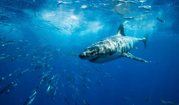 cientistas-recorrem-aos-tubaroes-para-melhorar-previsao-sobre-furacoes