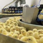 investigacao-expoe-trituracao-de-pintinhos-na-industria-de-ovos