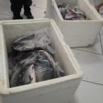 guarda-metropolitana-apreende-107-kg-de-pescado-irregular-e-prende-homem-com-mandado-em-aberto