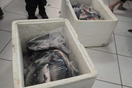 guarda-metropolitana-apreende-107-kg-de-pescado-irregular-e-prende-homem-com-mandado-em-aberto