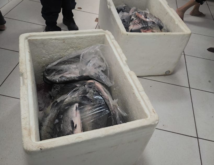 guarda-metropolitana-apreende-107-kg-de-pescado-irregular-e-prende-homem-com-mandado-em-aberto