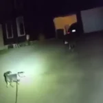 cao-pede-ajuda-a-policia-salvar-dono,-que-ficou-caido-em-casa-por-3-horas