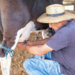 araguaina-registra-crescimento-da-pecuaria-de-leite-apos-acoes-municipais-para-retomada-da-atividade