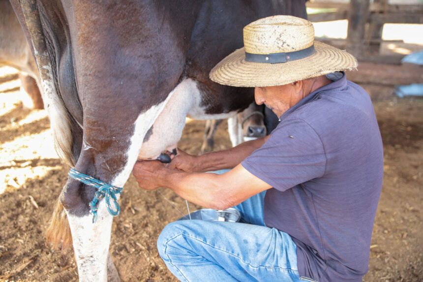 araguaina-registra-crescimento-da-pecuaria-de-leite-apos-acoes-municipais-para-retomada-da-atividade